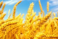 تولید ۷۰ درصد بذر اصلاح‌شده گندم استان در نهاوند