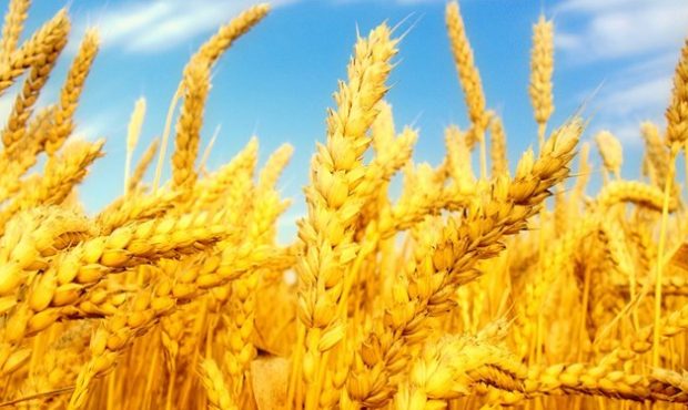 تولید ۷۰ درصد بذر اصلاحشده گندم استان در نهاوند تولید ۷۰ درصد بذر اصلاحشده گندم استان در نهاوند