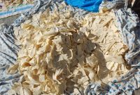 سرنوشت نان یارانه‌ای مردم به خوراک دام ختم شد!