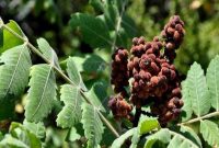 سماق تویسرکان؛ ظرفیتی مغفول در پیشگیری از پوکی استخوان و توسعه سلامت‌محور