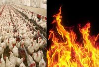 آتش‌سوزی گسترده در شرکت مرغ لذیذ تویسرکان/ خسارت سنگین به واحد تولیدی