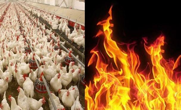 آتشسوزی گسترده در شرکت مرغ لذیذ تویسرکان/ خسارت سنگین به واحد تولیدی آتشسوزی گسترده در شرکت مرغ لذیذ تویسرکان/ خسارت سنگین به واحد تولیدی